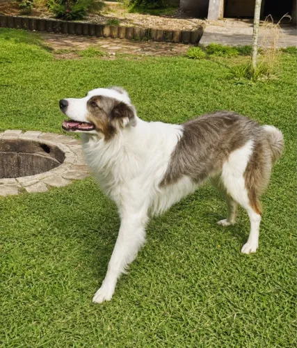 Border Collie Procura Namorada