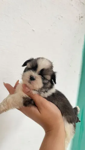 Shitzu macho
