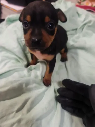 Pinscher fêmea preto canela