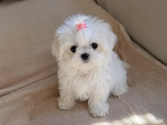 Shihtzu fêmea