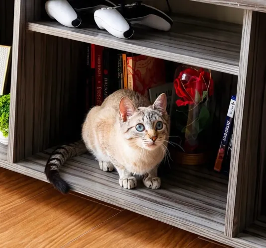 Doação de gato