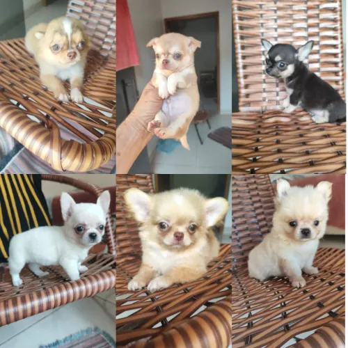 Chihuahua machos pelo curto e longo