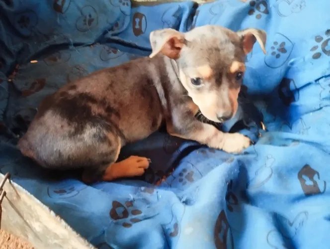 Pinscher filhotes