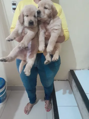 Golden Retriever