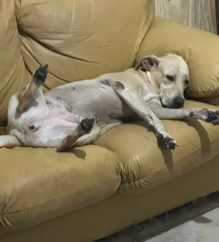 Mestiça Labrador
