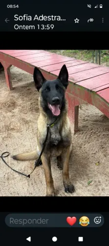 Pastor belga malinois com pedegre