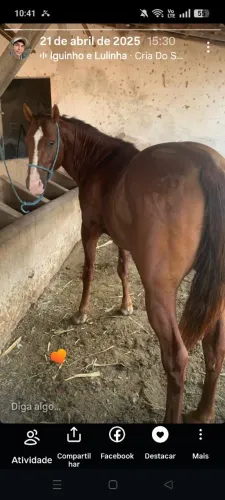 Cavalo quarto de milha puro