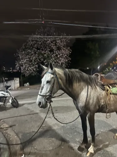 Cavalo