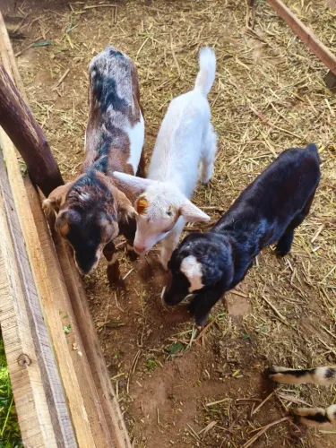 Cabra anglo, saanen, nanbi