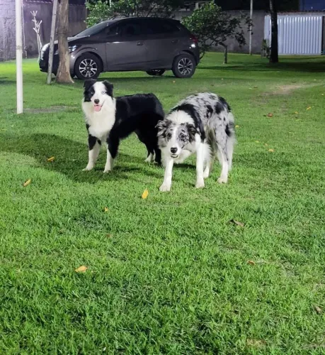 Border collie 12x