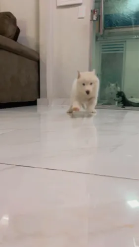 Filhotes de husky siberiano 