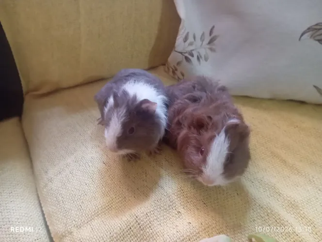 2 porquinhos da índia machos (R$50 cada)