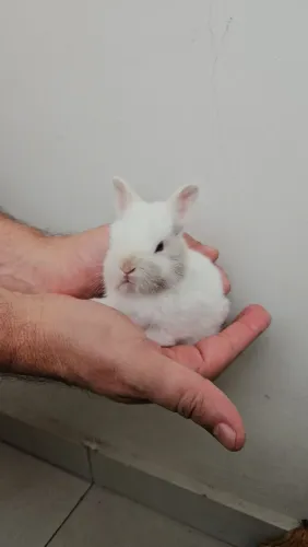 Coelho mini anao.