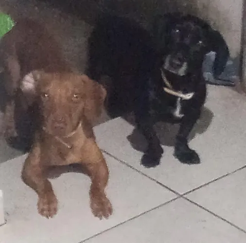 Estou doando casal basset