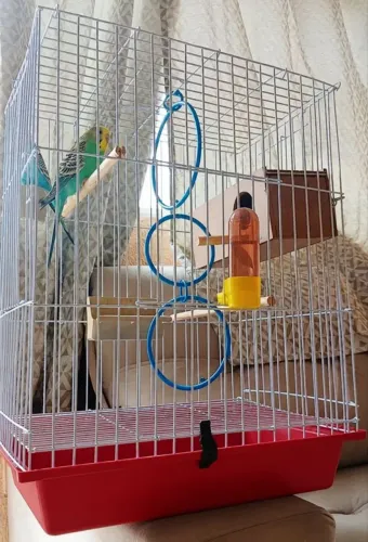 VENDO GAIOLA NOVA PERIQUITO