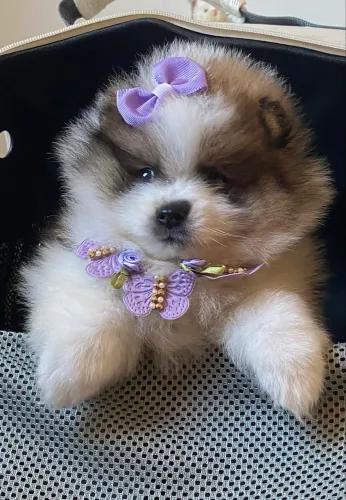 Spitz Alemão/ Lulu da Pomerania