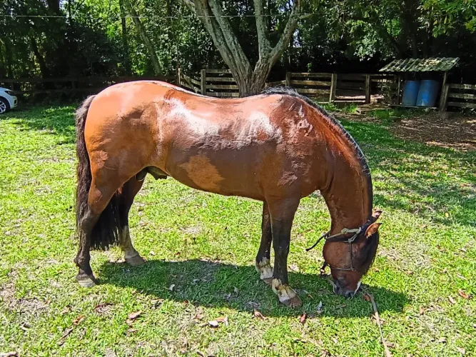 Cavalo Crioulo | Gateado | Cuiúdo