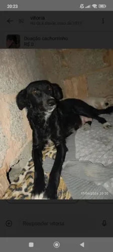 Doação Cachorra