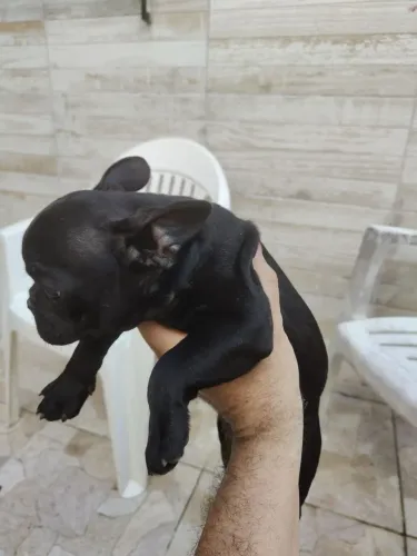 Buldog francês