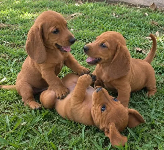 Basset Bebês Lindos - Salsicha