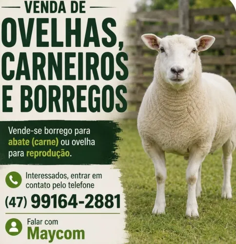 Borrego, Ovelha, Carneiro