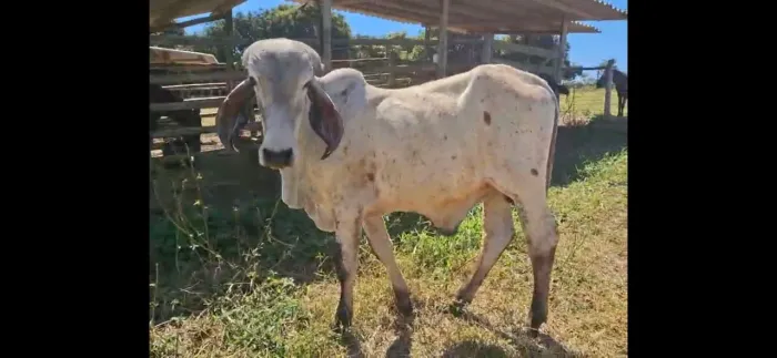 Tourinho Gir Leiteiro puro