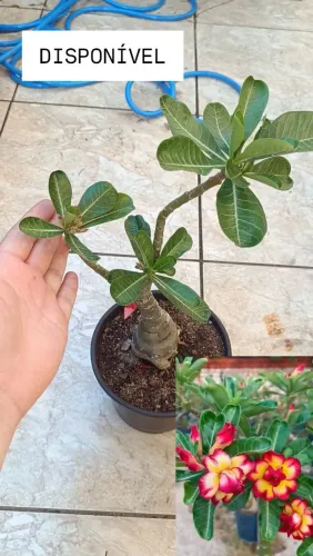 Rosa do deserto