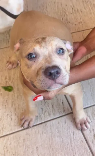 American Bully Pit Monster Red Noose Fêmea