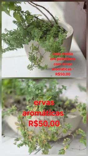 Vaso de Flores- em vasos de polietileno, com drenagem, substrato terra adubo e perlita.