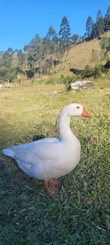 Gansos, Marrecos e Angolistas