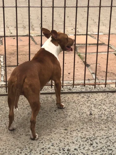 Pitbull fêmea