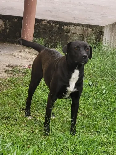 DOANDO CADELA 2 ANOS MISTIÇA 
