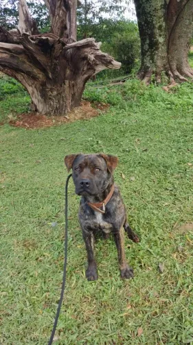 Doacao cachorro macho