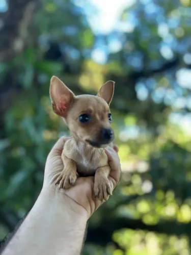 Filhote Pinscher miniatura 