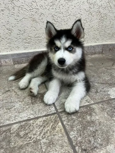 Husky siberiano lobo pelo longo