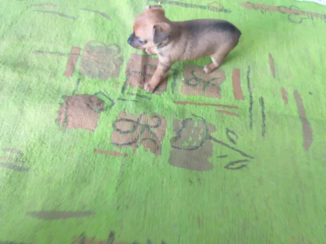 Vende se FILHOTE de pincher 37 dias