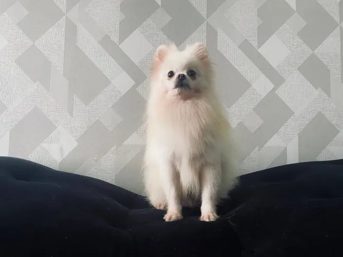 Macho 10 meses para venda
