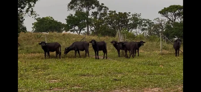 Búfalas murrah excelente padrão e aptidão leiteira