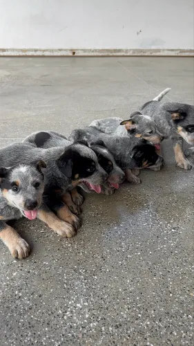 Filhote blue heeler, boiadeiro