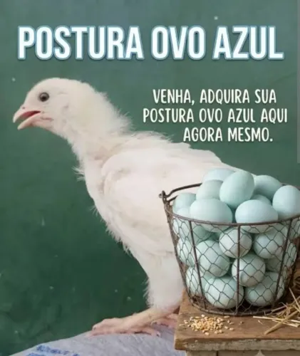 Galinhas Poedeiras , franguinhas com 30 dias