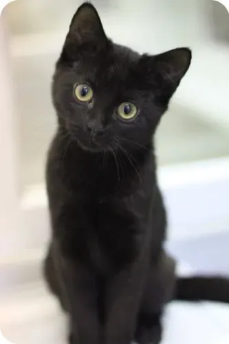 Gatinho preto filhote