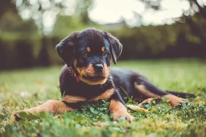 Filhote de Rottweiler Para Quem Procura Um Cão de Presença