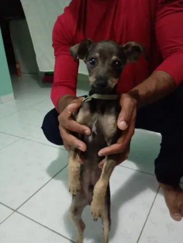 Cachorro Pincher