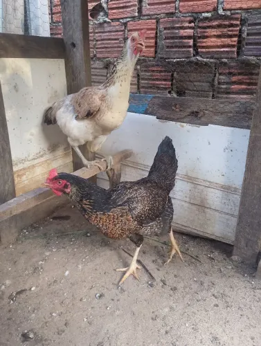 Vende- Se Duas Galinhas Caipira De Raça.