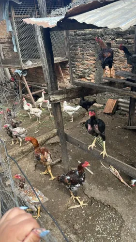 Galinhas e frango caipira