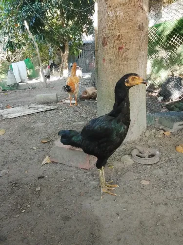 Vendo frango e fanga lindos saudáveise ótima qualidade para quem quer criar galinha