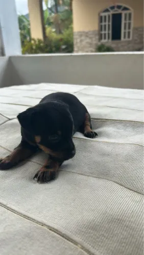 Vendo Pinscher 1 