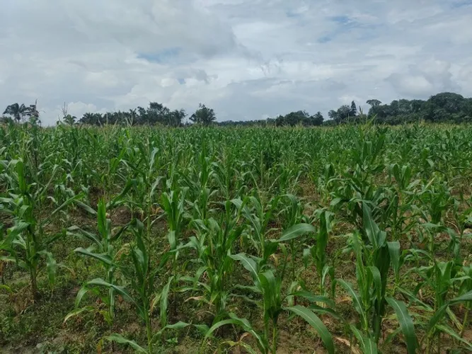 RS 110 mil reais o Alqueire são 250 Alqueire toda documentada dupla Aptidão 