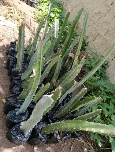 Mudas de Pitaya Vermelha - já com flores