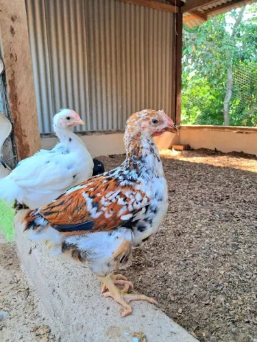 Pintinhos de Galinha Sertaneja Balão GSB 